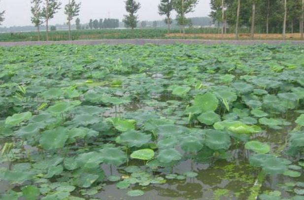 藕田养殖泥鳅存活率,泥鳅池塘种植技术和管理