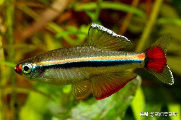 水中精灵大型鱼,水中精灵无与伦比的美