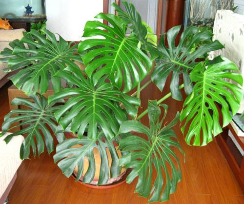 什么绿植去甲醛效果最好,什么绿植去除甲醛效果最好不怕晒