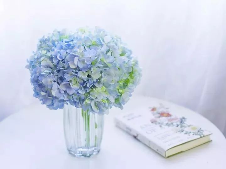 绣球醒花花头可以泡水吗,绣球盆栽可以整个泡水里吗