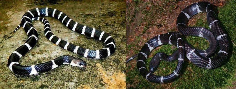 野外遇蛇怎么识别,在野外如何区分蛇有没有毒