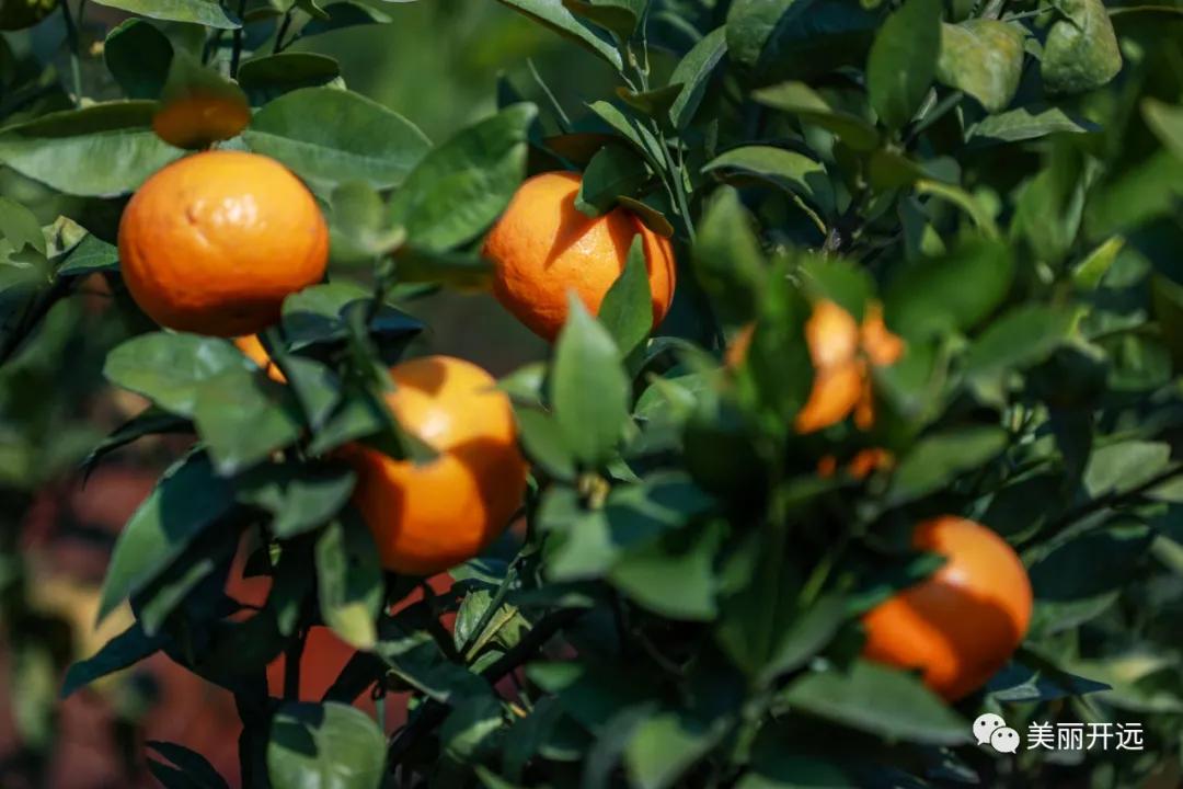 山水为证——走出一条具有开远特色的生态转型之路