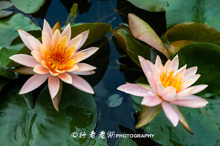 最美荷花展深圳,深圳最美荷花