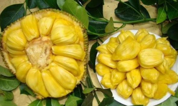 菠萝蜜怎么种植需要什么条件,菠萝蜜种植技术和适应种植的地方