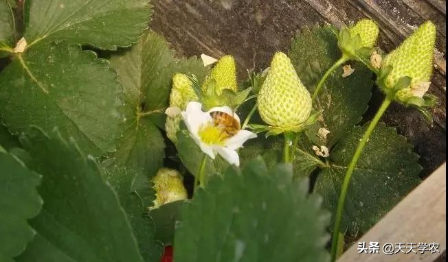 丑果卖不了好价钱！草莓畸形果这么多，怎么产生的？该如何避免？