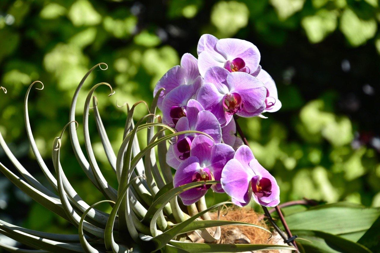 踏月赏花风景图片,十月桂花风景图片大全
