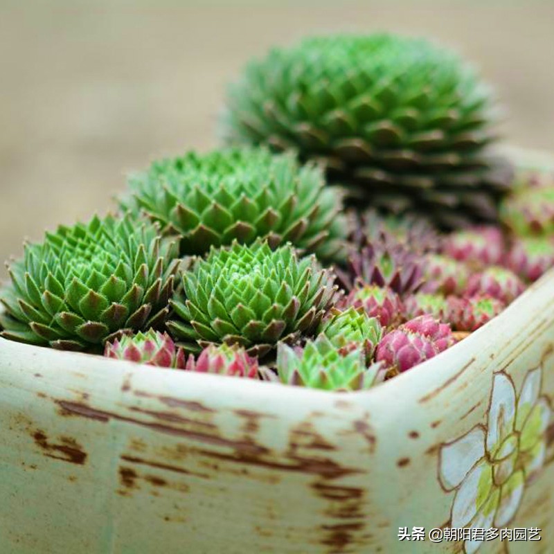 观音莲怎么养才肥,观音莲施肥用什么肥料好