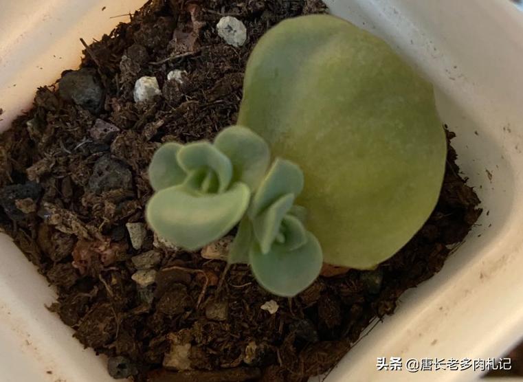 多肉养的不粗壮怎么办,多肉植物光照不足怎么养