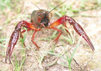 小龙虾和泥鳅能混养吗,网箱养鳝鱼可以套养小龙虾吗