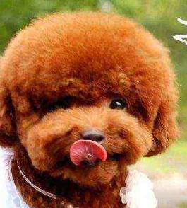 怎么挑选泰迪犬好看,怎么挑选泰迪犬幼犬