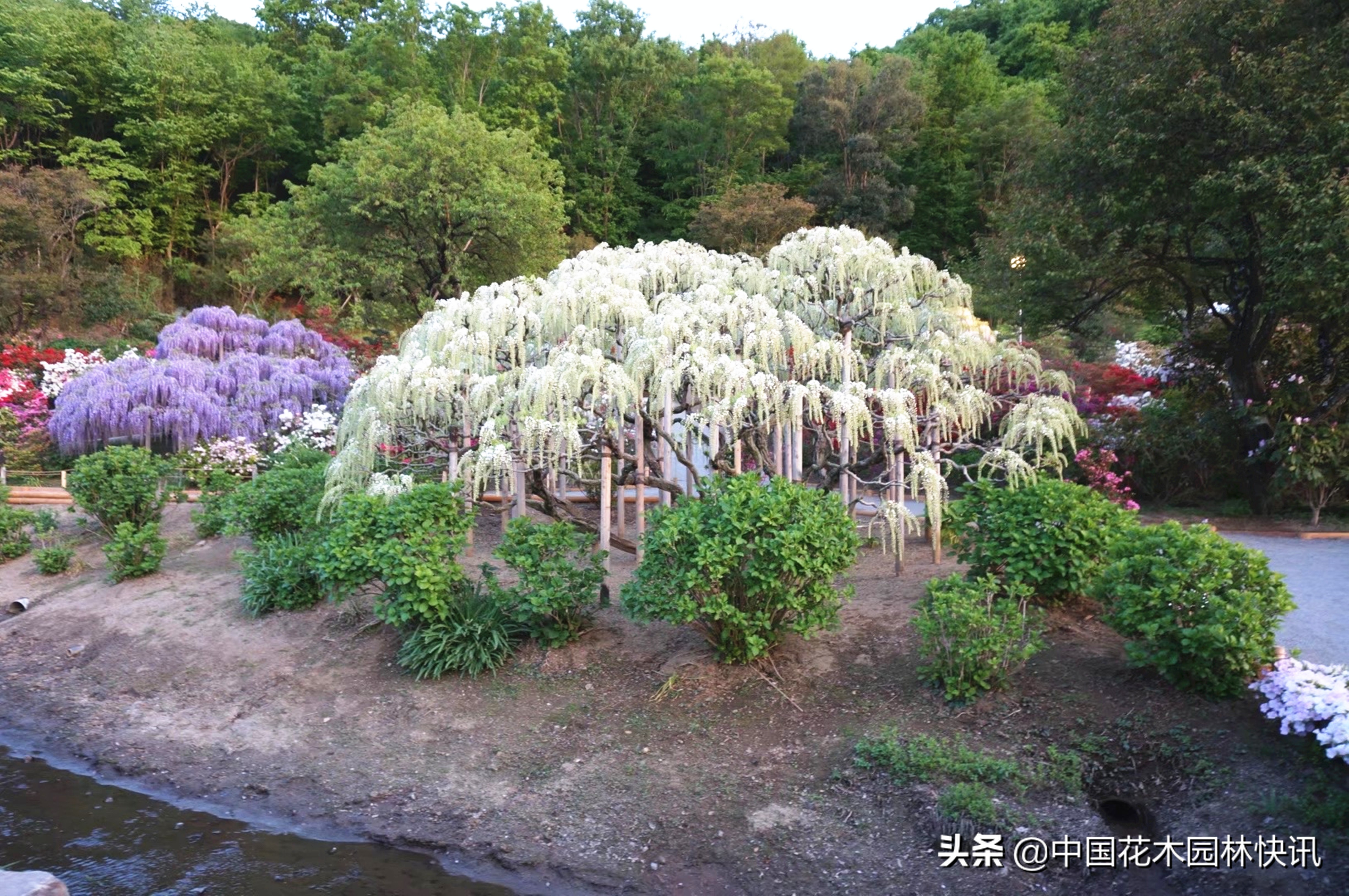 日本最美紫藤园,日本紫藤花美景