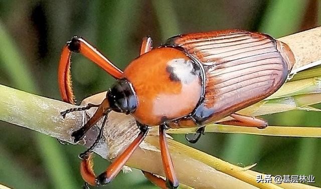 竹林常见病虫害防治,竹林害虫