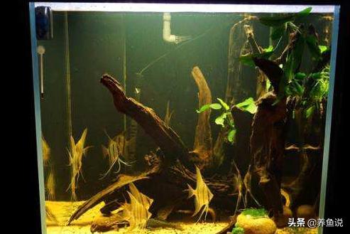 鱼缸水变黄原因和解决方案,鱼缸水变黄是什么原因导致