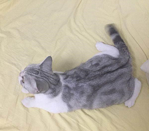 美短猫有多少种颜色,美短猫有哪些花色