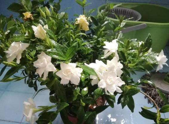 盆栽过期药片怎么处理,怎么用过期药片种花