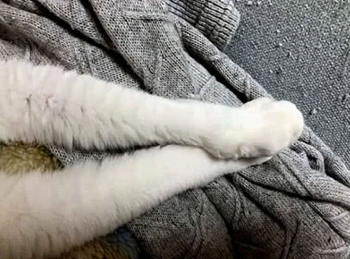 猫咪动作非常缓慢,猫咪动作异常