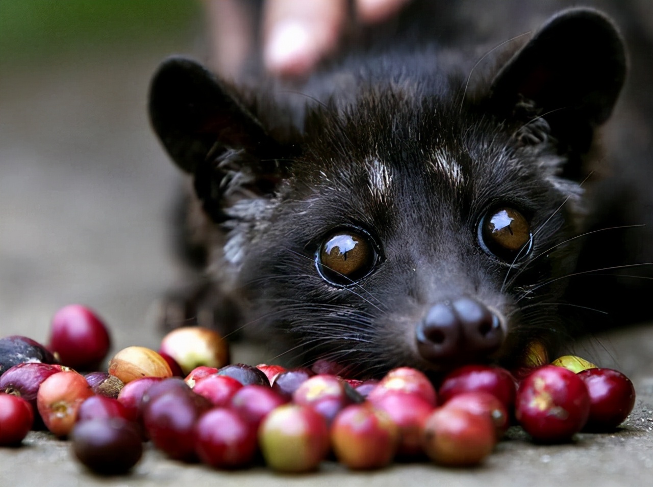 孟非:猫的屎放在咖啡里还能喝。“猫屎咖啡”真是猫咪拉的臭臭?