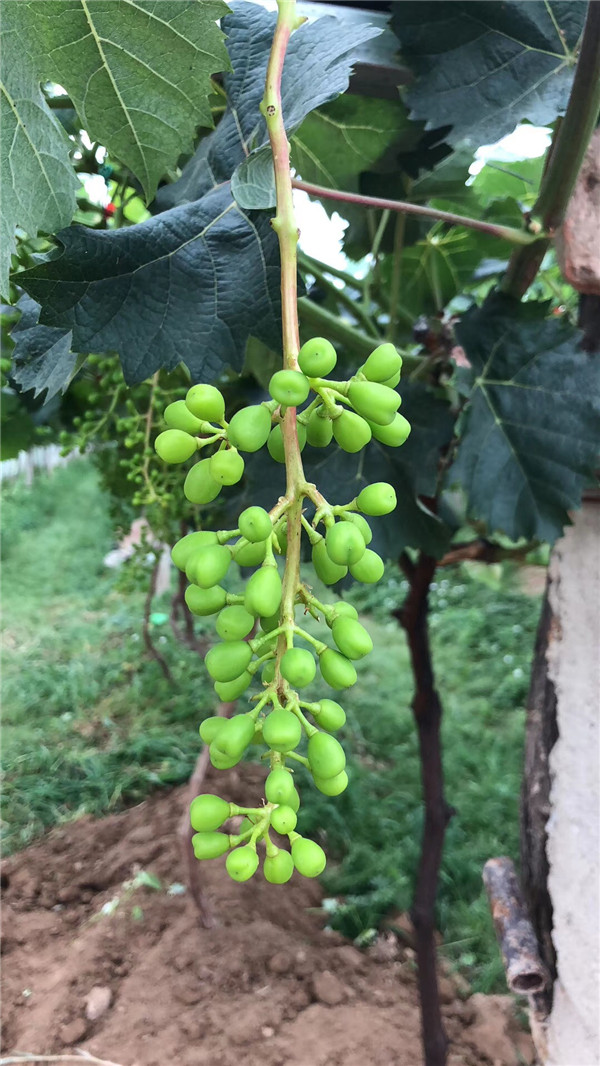 葡萄园哪种喷雾比较好,葡萄园喷雾方法