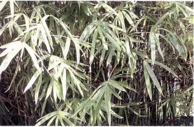 竹子的画法工笔画,竹子画法工笔画