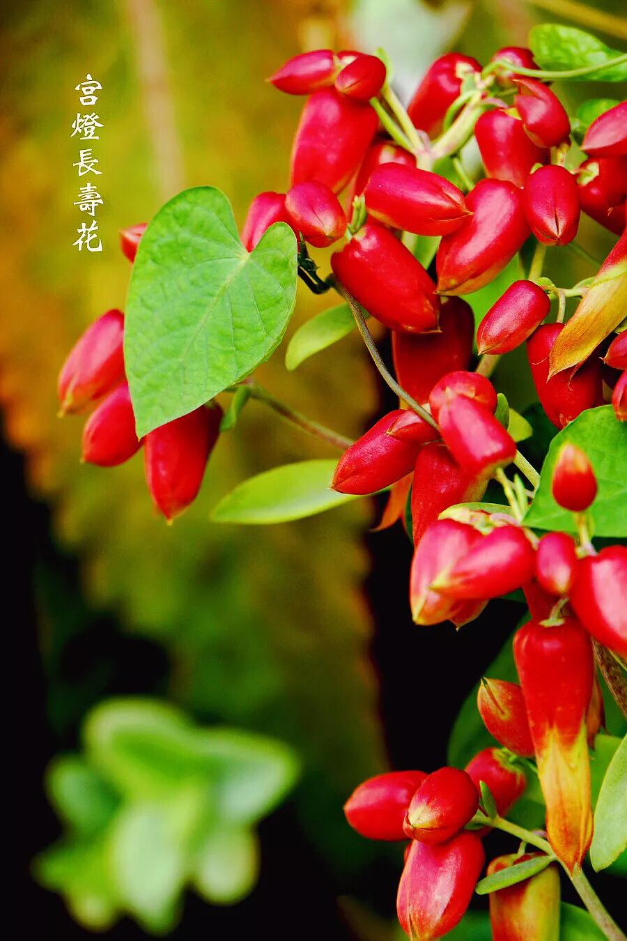 宫灯长寿花重瓣,小宫灯长寿花精品