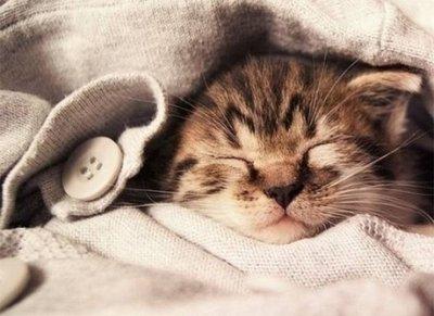 养猫应该对猫有什么了解,一开始养猫误区只要猫咪吃饱就行