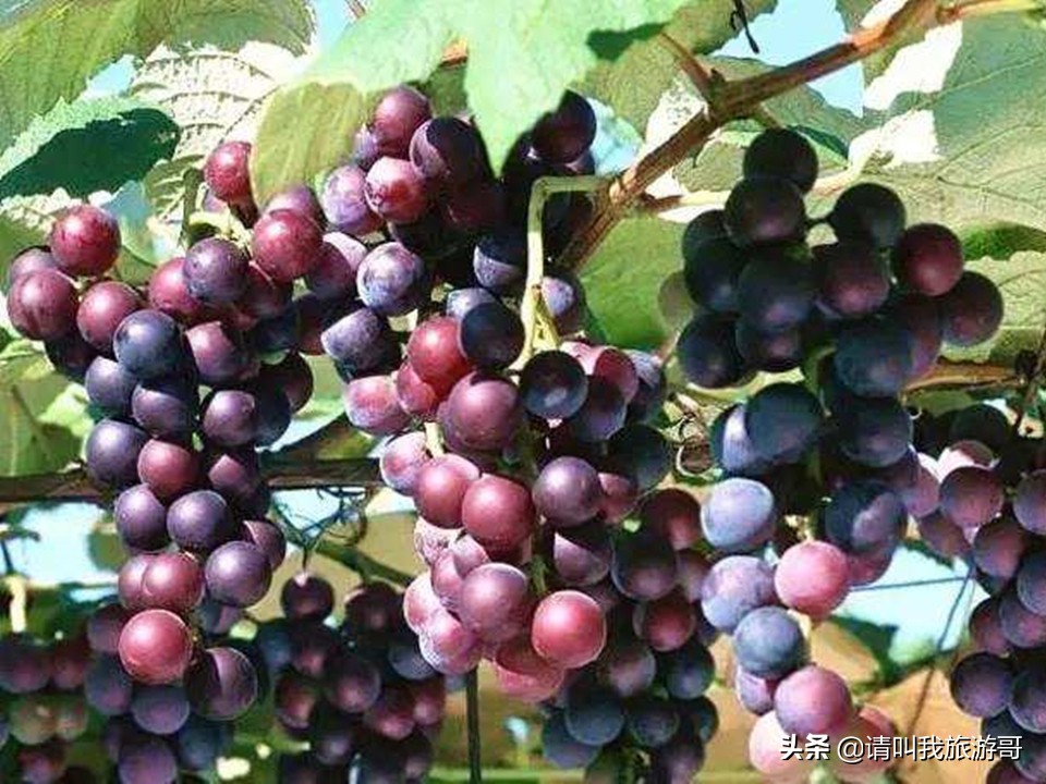 上海马陆葡萄园自由采摘,上海葡萄采摘好去处