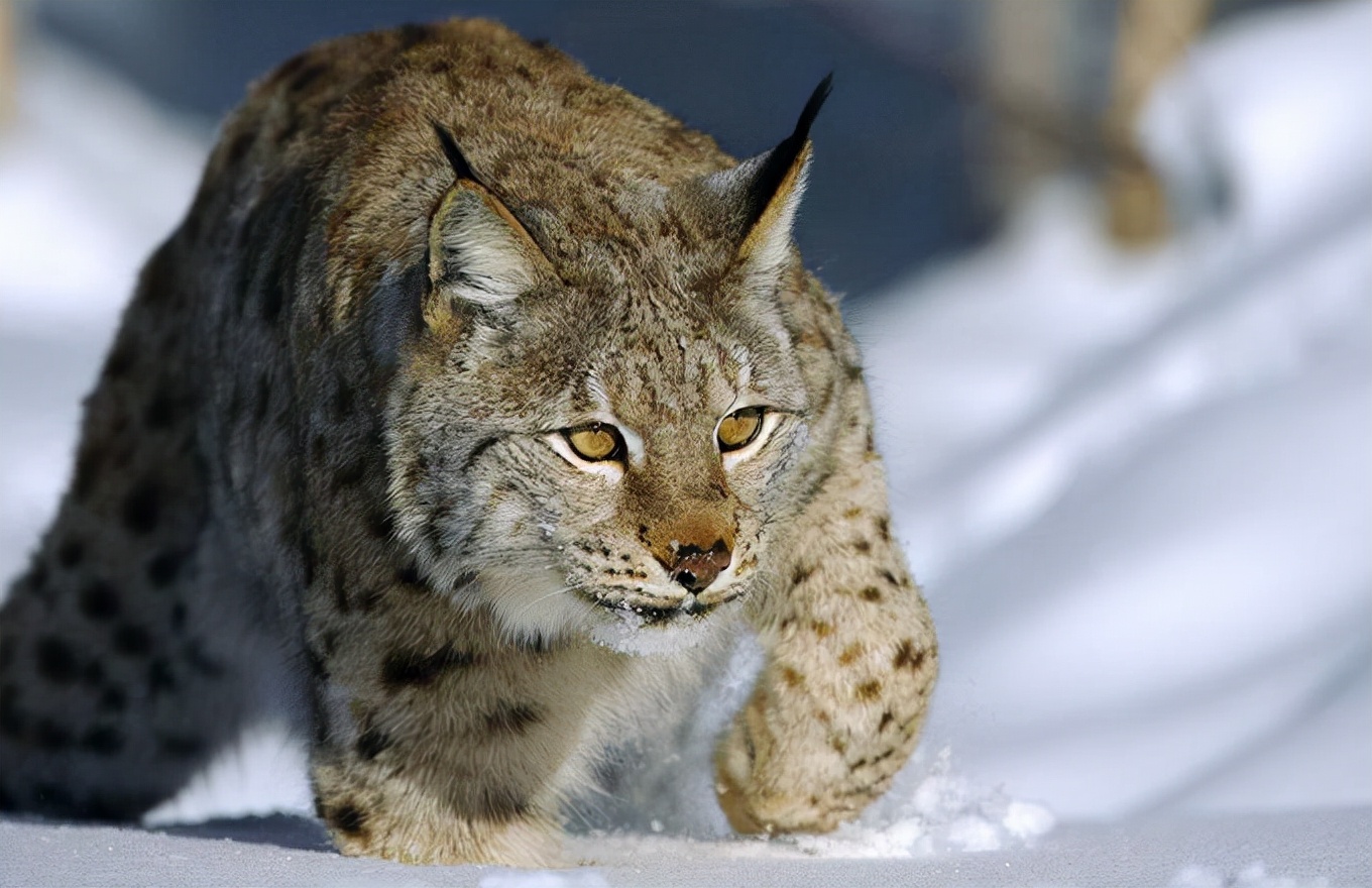 猞猁为何号称屠狼机器,猞猁屠狼机器