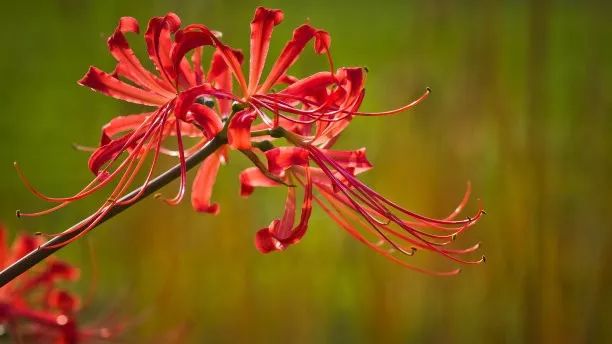 灵魂摆渡曼珠沙华的结局,灵魂摆渡的旁白曼珠沙华