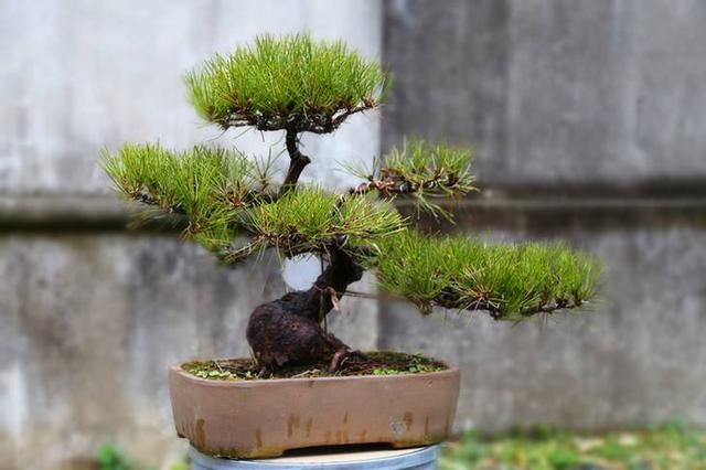 家里养能长大的盆景树,家里养盆景有什么讲究