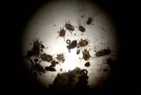 猫耳螨都把耳朵抓出血了怎么办,猫耳朵耳螨结块