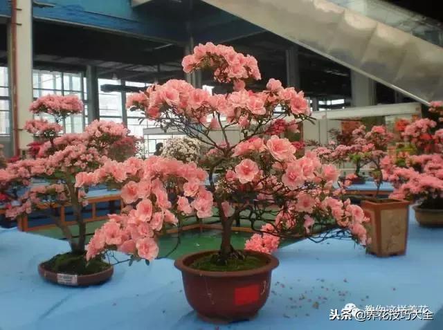 刚栽的杜鹃花蔫了怎么办,杜鹃花死了一半怎么回事