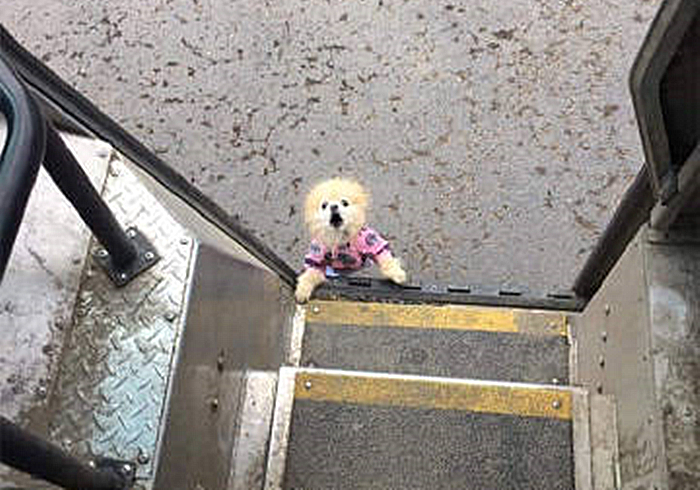 邮递员身边总有小宠物，还偷偷上他车，竟是被其身上的气味吸引