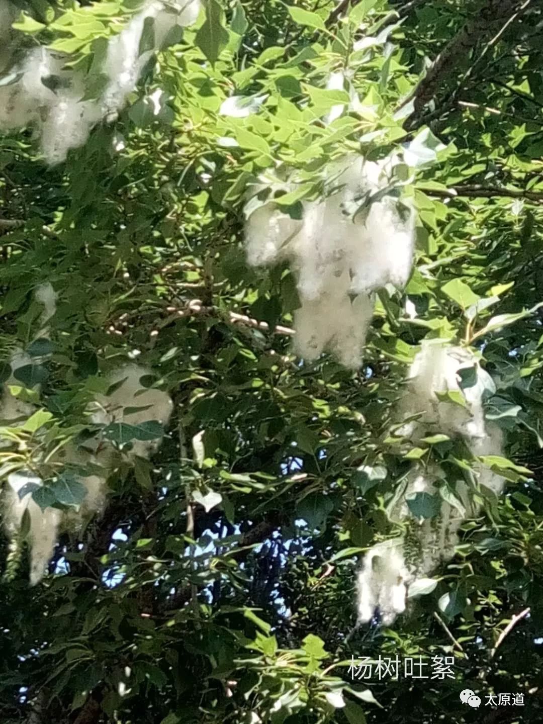 云冈石窟佛顶庙,云冈石窟顶上