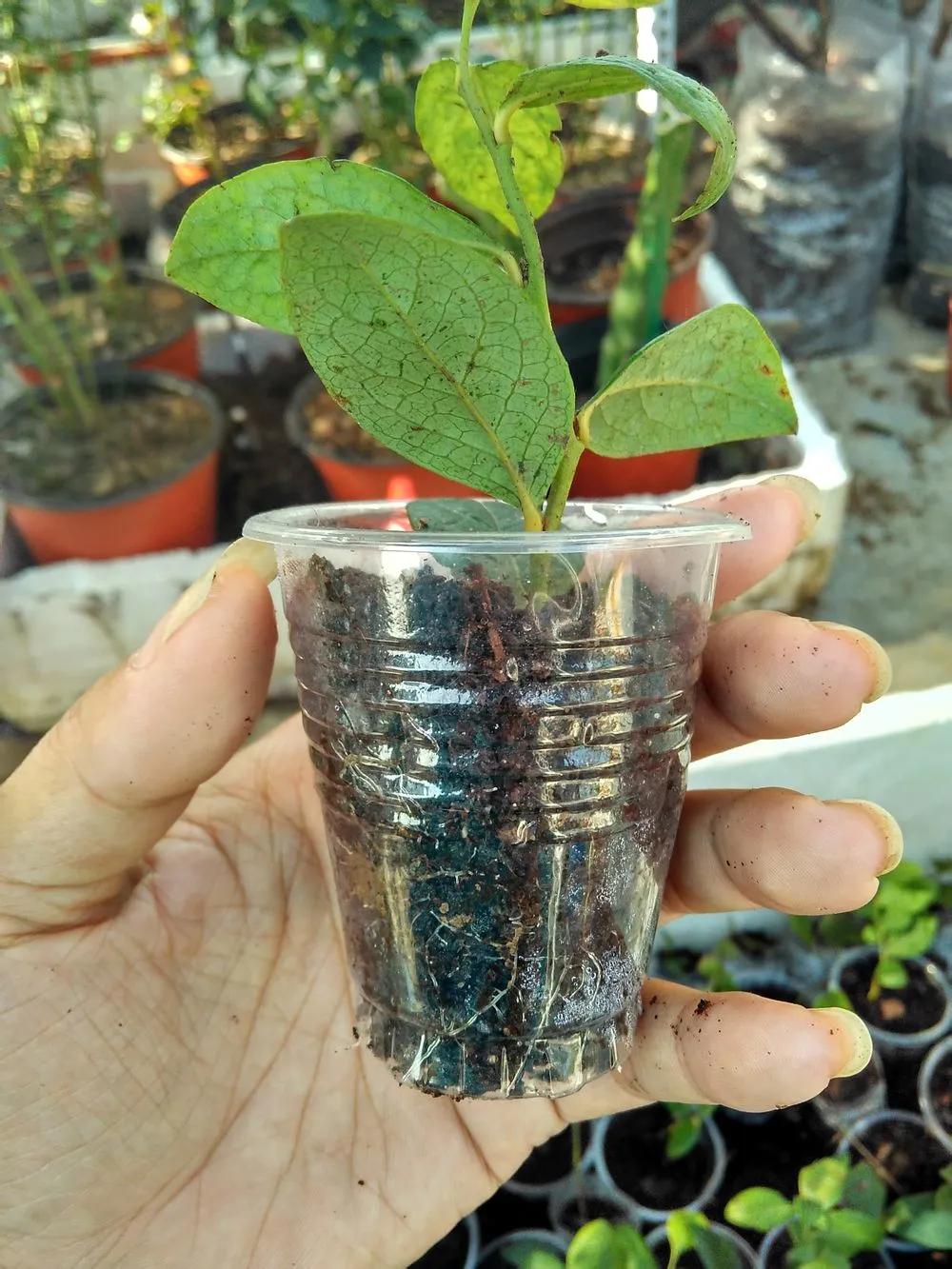 一根枝插土里就能成活的果树,大树枝直接插土里能活吗