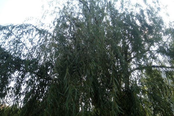 陈子昂最经典的一首诗,陈子昂的经典诗句