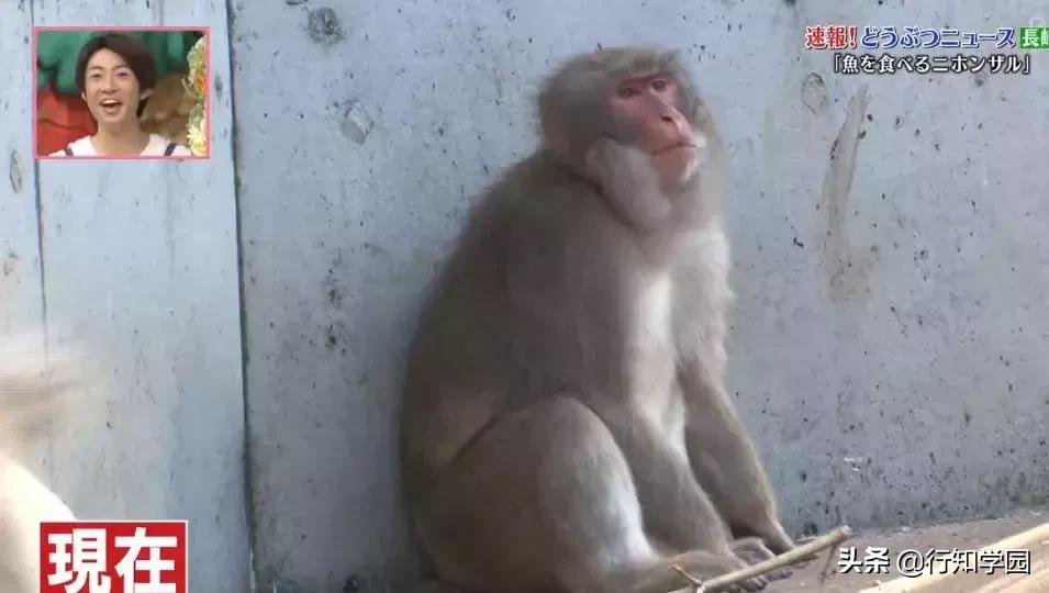 日本猕猴成功开启治疗头秃的大门,麻麻再也不用担心我的头发!