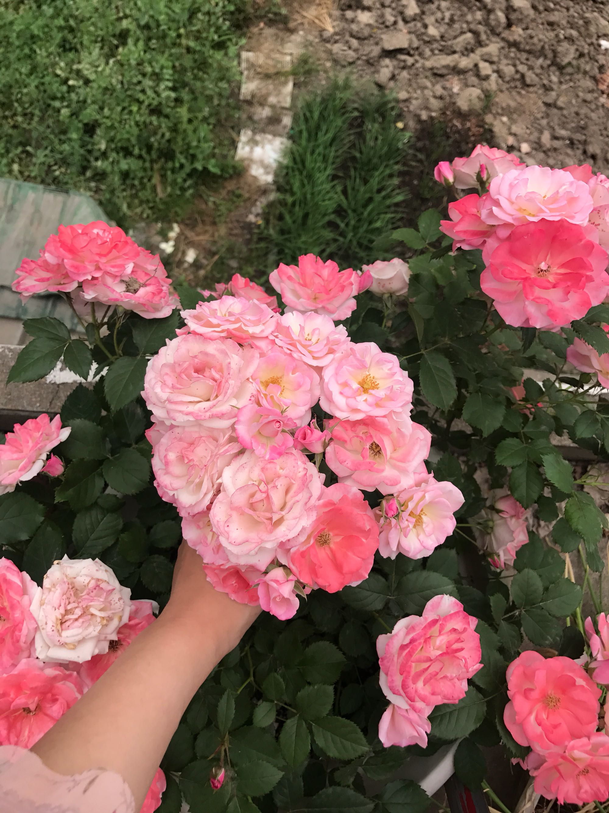 适合小型花柱的藤本花卉,哪种藤本花卉最好养