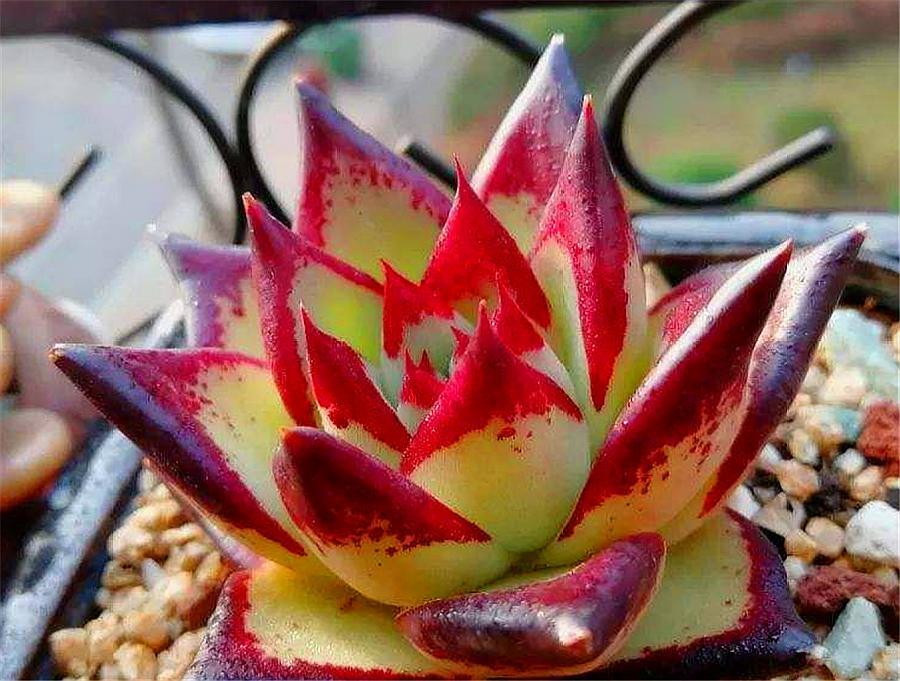 最值得买的多肉品种,包邮最漂亮多肉