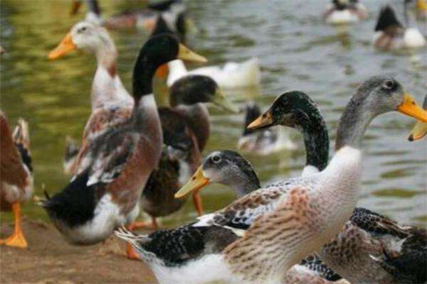 影响产蛋率的因素,蛋鸭产蛋期怎样控料