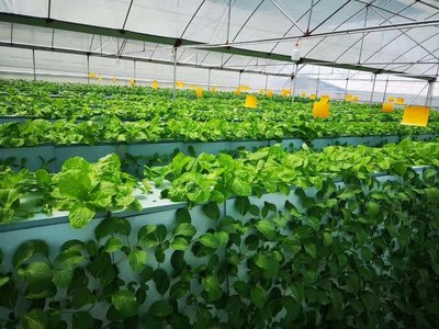 植物生长所需几种营养元素,植物必需的16种营养元素口诀