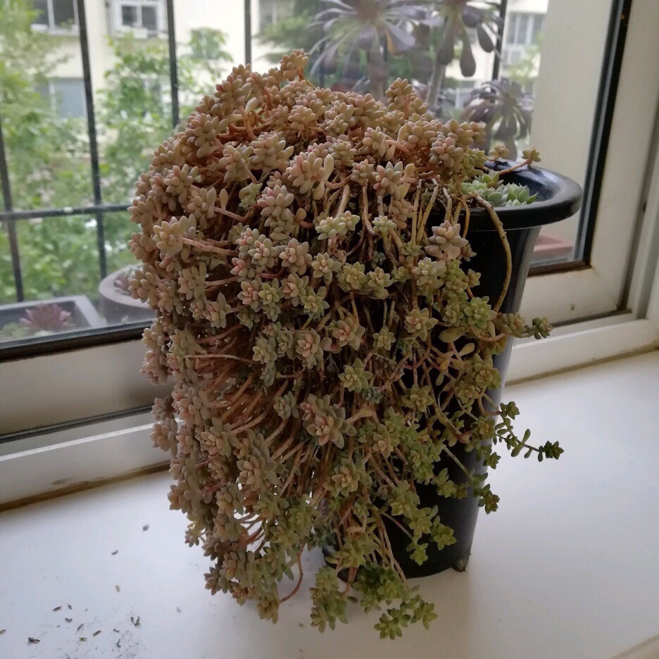 姬秋丽多肉怎么分枝移栽,多肉姬秋丽徒长了怎么办