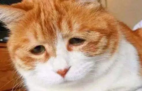 f11.6t发动机,f1发动机为什么只有1.6t