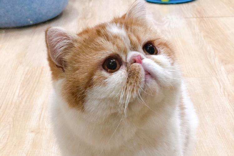 猫咪尿液怎么处理,猫咪尿液沉淀有血