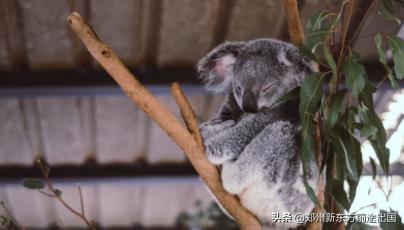 申请澳洲名校，关于学分减免这事你知道吗？