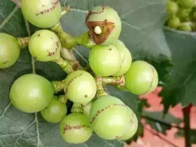 夏黑葡萄各个时间防哪些虫害,葡萄14种常见虫卵图解