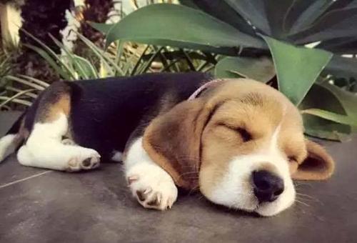 狗狗的4种呕吐情况是这样解决的,狗狗呕吐判断方法你知道几种