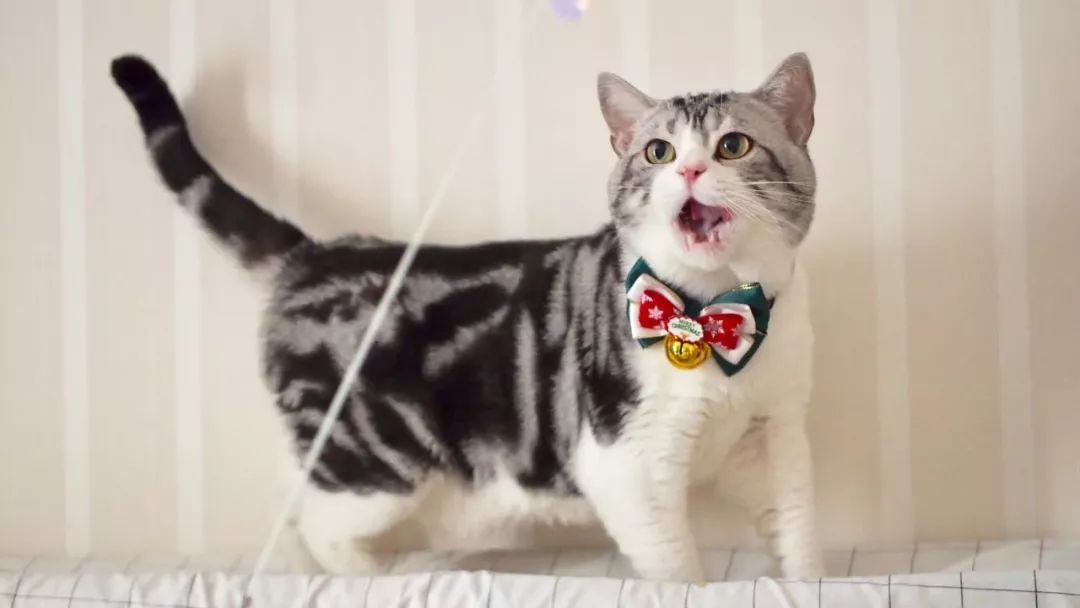 猫咪得了抑郁症后该怎么治,猫咪得了抑郁症该怎么治疗