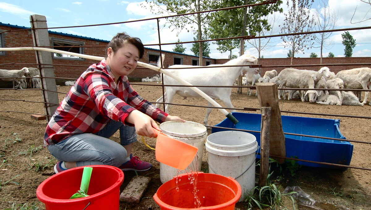 养羊常见的11种病怎么治,养羊的技术与管理方法