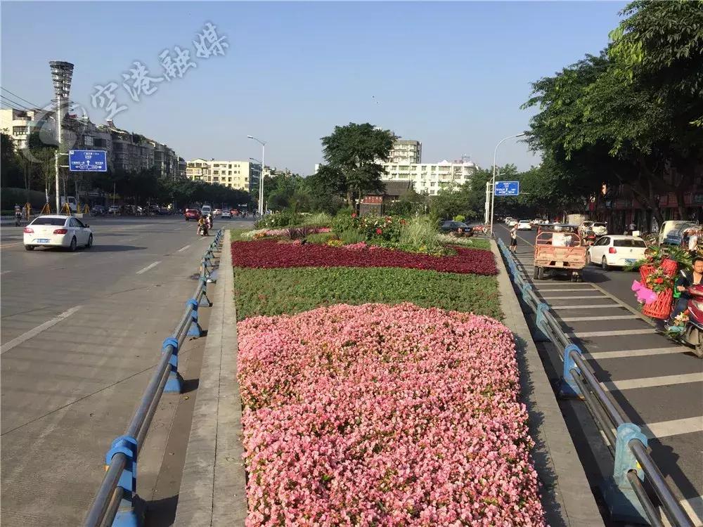 双流最近花海,双流二月花海