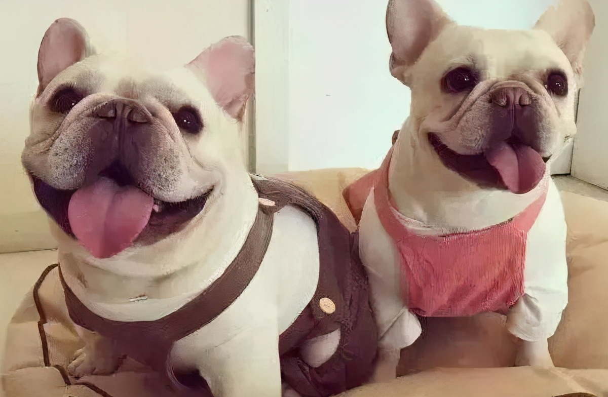 超适合新手养的10种狗狗,这9种狗狗最适合女人养了